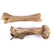 Image 1 : Buffalo Bones From Buffalo Jump This lot includes