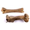 Image 2 : Buffalo Bones From Buffalo Jump This lot includes