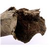 Image 5 : Buffalo Bones From Buffalo Jump This lot includes