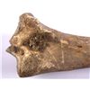 Image 6 : Buffalo Bones From Buffalo Jump This lot includes