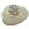 Image 1 : FOSSILIZED TRILOBITE METACANTHINA - 140.0 CTS