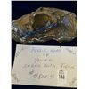 Image 1 : Saber Tooth Tiger Fossil