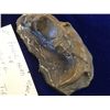 Image 2 : Saber Tooth Tiger Fossil