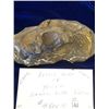 Image 3 : Saber Tooth Tiger Fossil