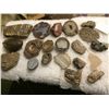 Image 2 : 20 Stones, Fossils, and Crystals