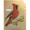 Image 2 : Cardinal Picture