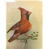 Image 4 : Cardinal Picture