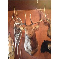 Elk 5x6 Mature Bull Mount