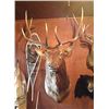 Image 1 : Elk 5x6 Mature Bull Mount