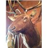 Image 2 : Elk 5x6 Mature Bull Mount