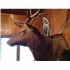Image 5 : Elk 5x6 Mature Bull Mount