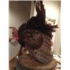 Image 2 : Full Body Tom Turkey Mount