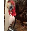 Image 4 : Full Body Tom Turkey Mount