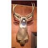 Image 1 : Mule Deer Mount