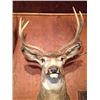 Image 2 : Mule Deer Mount