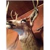 Image 3 : Mule Deer Mount