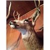 Image 4 : Mule Deer Mount