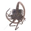 Image 1 : AVP: Alien Vs. Predator - Facehugger Puppet