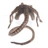 Image 2 : AVP: Alien Vs. Predator - Facehugger Puppet