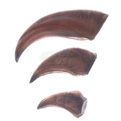 Jurassic Park - Velociraptor "Paint Test" Claws