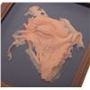 Image 3 : Star Trek: Voyager (TV) - Vidiian Face Appliance