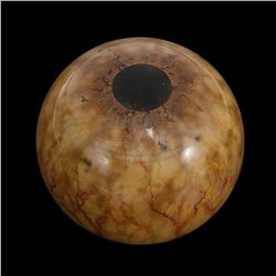 Jurassic Park - Brachiosaurus Eye