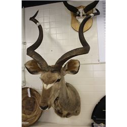 RECORD SHOULDER MOUNTED GREATER KUDU- 57" HORNS IN LENGTH WHEN MEASURED BY THE CURL. THE 60"