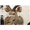 Image 2 : RECORD SHOULDER MOUNTED GREATER KUDU- 57" HORNS IN LENGTH WHEN MEASURED BY THE CURL. THE 60"