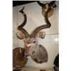 Image 3 : RECORD SHOULDER MOUNTED GREATER KUDU- 57" HORNS IN LENGTH WHEN MEASURED BY THE CURL. THE 60"
