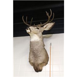 MULE DEER MOUNTED WITH THE ARROW USED TO KILL IT