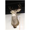Image 1 : MULE DEER MOUNTED WITH THE ARROW USED TO KILL IT