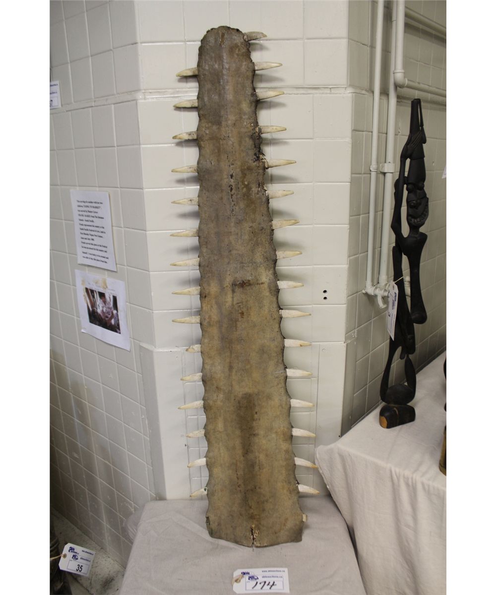 ANTIQUE LARGE TOOTH SAWFISH