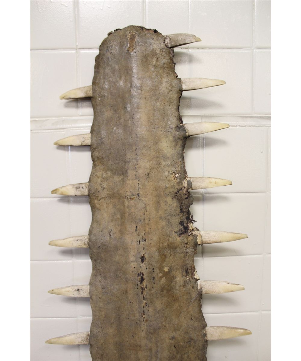 ANTIQUE LARGE TOOTH SAWFISH