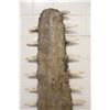 Image 2 : ANTIQUE LARGE TOOTH SAWFISH "SAW" CALLED A ROSTRUM 53" LONG. CRITICALLY ENDAGERED INDO-PACIFIC