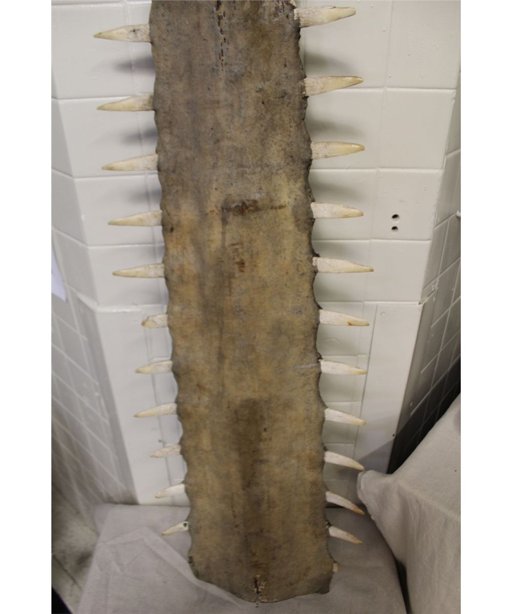 ANTIQUE LARGE TOOTH SAWFISH
