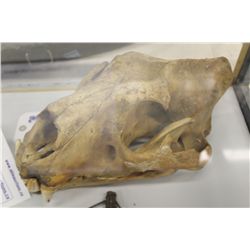 LION SKULL 14" LONG 8" WIDE