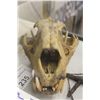 Image 2 : LION SKULL 14" LONG 8" WIDE