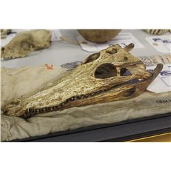 CROCODILE SKULL 8  LONG