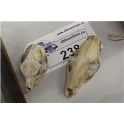 PAIR OF SMALL MONGOOSE SKULLS