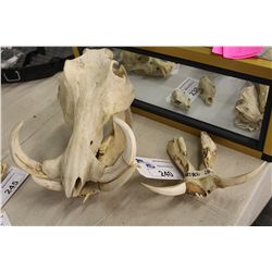 LARGE WARTHOG SKULL 14  LONG 9  HIGH AND LOWER WARTHOG