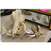 Image 1 : LARGE WARTHOG SKULL 14" LONG 9" HIGH AND LOWER WARTHOG