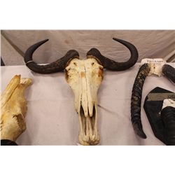 WHITE BEARDED WILDEBEEST SKULL AND HORNS