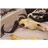 Image 2 : WHITE BEARDED WILDEBEEST SKULL AND HORNS