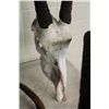 Image 2 : ORYX SKULL AND HORNS