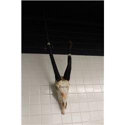 DEFORMED ORYX SKULL AND HORNS