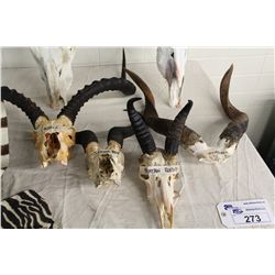 LOT OF 4- SKULLS AND HORNS- IMPALA, SPRINGBOK, MOUNTAIN REED BUCK AND SITATUNGA