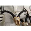 Image 2 : LOT OF 4- SKULLS AND HORNS- IMPALA, SPRINGBOK, MOUNTAIN REED BUCK AND SITATUNGA