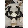 Image 2 : LARGE LOT OF ASSORTED SKULL AND HORNS INCL- GRANTS GAZELLE, BUSH BUCK, BONGO FEMALE, HARTEBEEST,