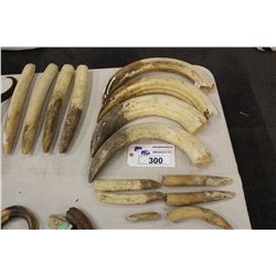 LOT OF 4 HIPPO TUSKS AND 6 HIPPO TEETH