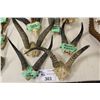 Image 2 : LOT OF 10 HORNS AND SKULLS INCL. MOUNTAIN REED BUCK, THOMSPON GAZELLE (X4 PAIRS), BOHOR REED BUCK,